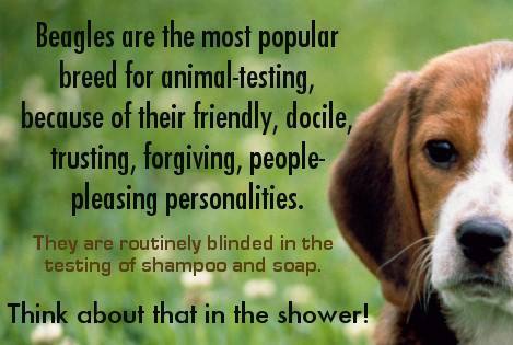 How to help defenseless animals from animal testing. Charities supported by beautybulletins.com 1