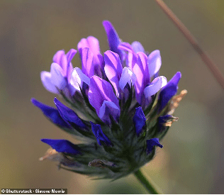 bakuchiol flower