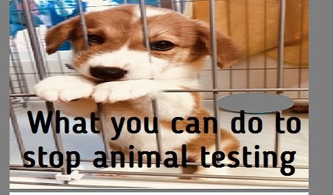 stop animal testing