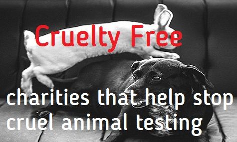 4 cruelty-free charities that help end testing